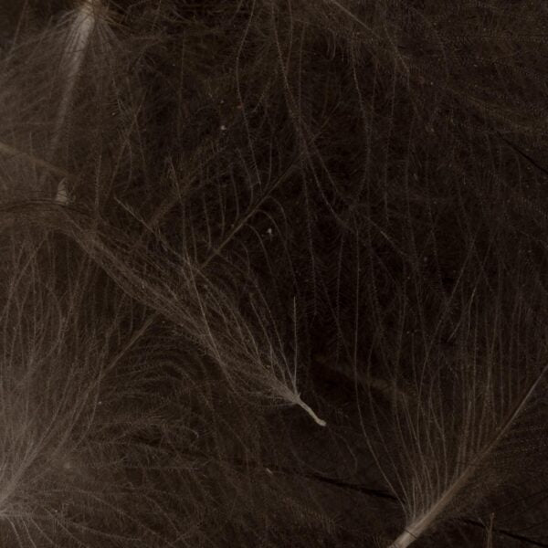 FutureFly CDC Feathers
