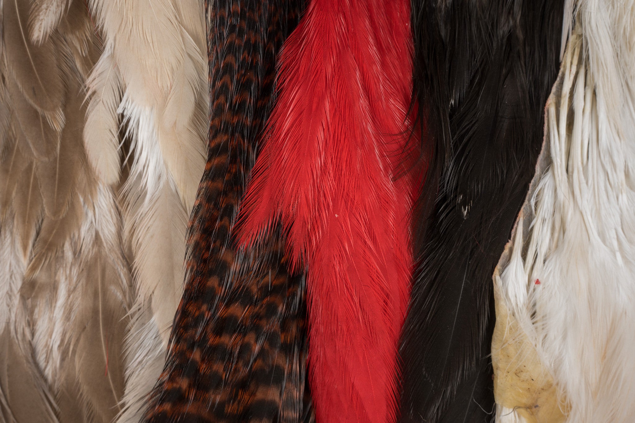 Ewing Hen Variety Pack