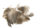 Veniard Teal Duck Flank - Natural